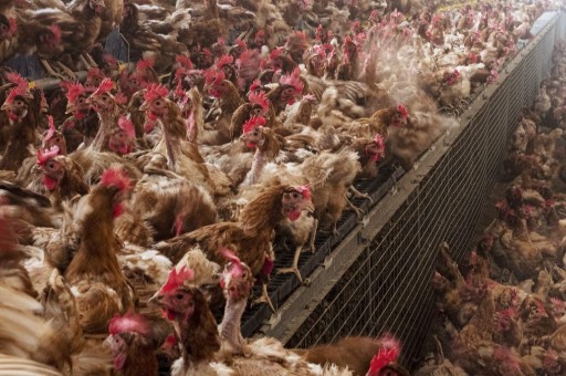 屠宰污水用什么環(huán)保設(shè)備